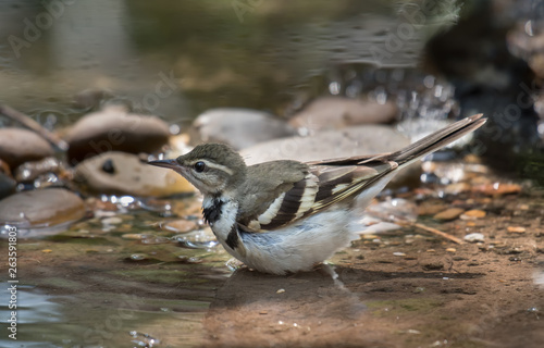 ‎Forest Wagtail In the water