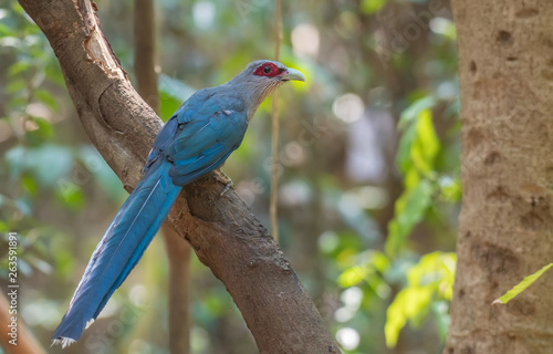 Green-billed Malkoha on branch in nature.