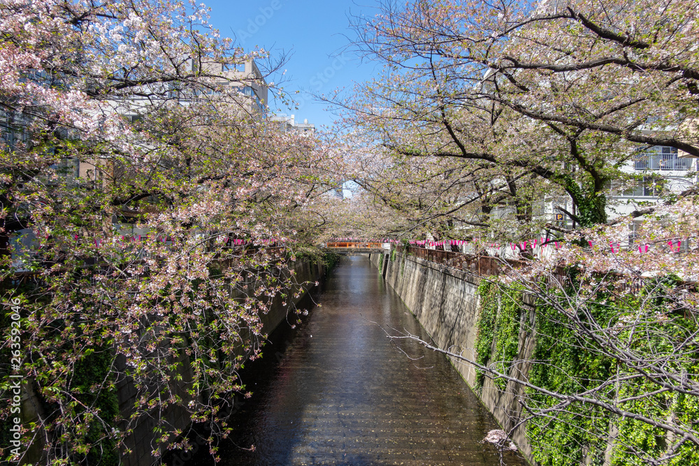 目黒川 葉桜 目黒川 葉桜