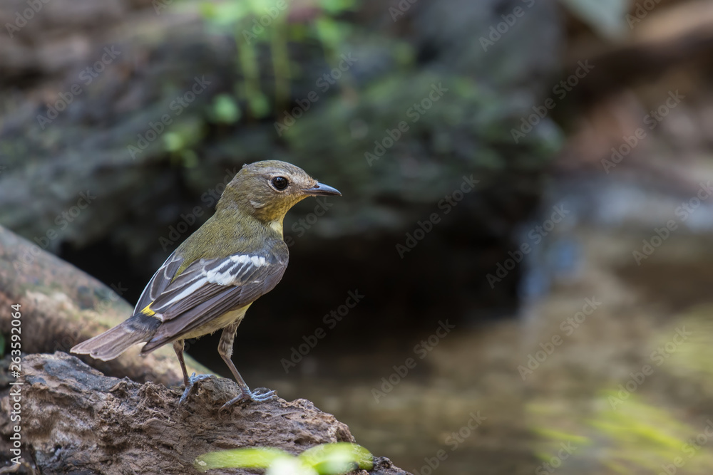 Obraz premium Yellow-rumped Flycatcher female By the pond in nature