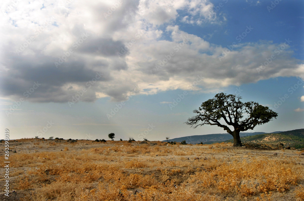 Obraz premium One tree in the nature