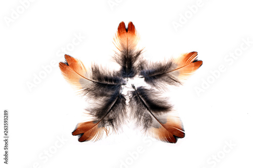 The feathers, white background