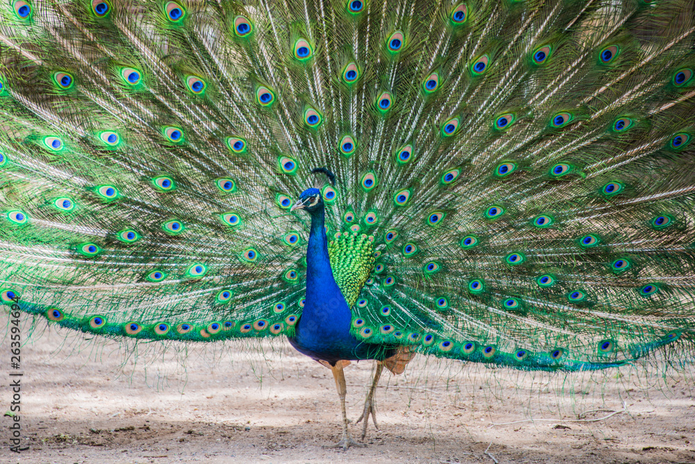 Obraz premium Peacock Walking