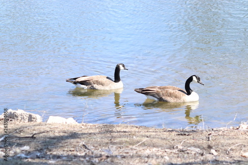 canadian geese on the lake