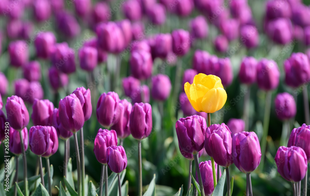 One yellow tulip in a sea of purple