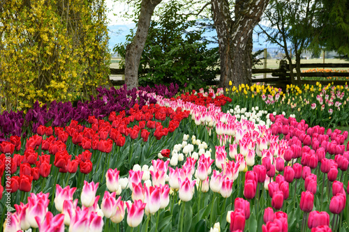 Bright and colorful tulips