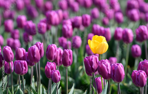 One yellow tulip in a sea of purple