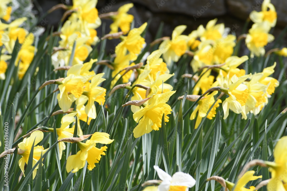Obraz premium Yellow flower
