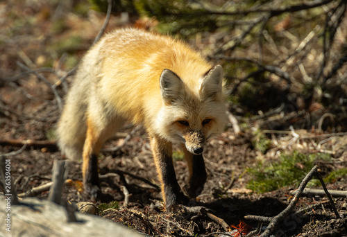 Red Fox on the prowl
