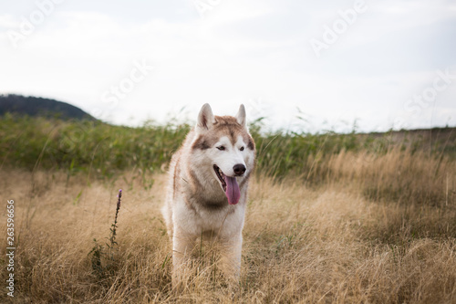 Portrait of free siberian husky dog with brown eyes standing in the field at sunset