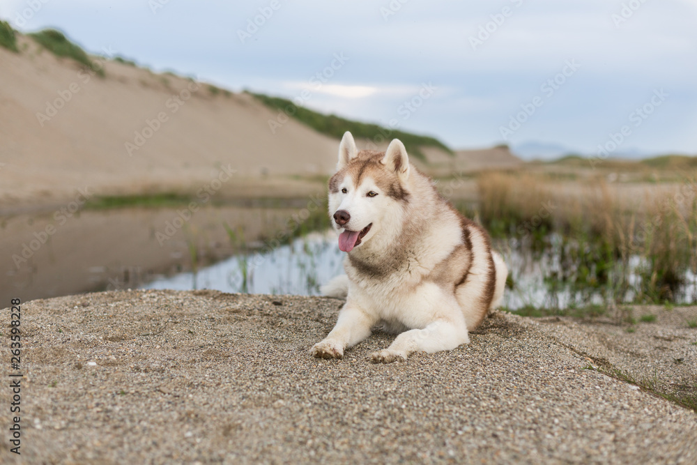 Beautiful siberian husky dog with brown eyes lying on the sand near the pond at seaside at sunset