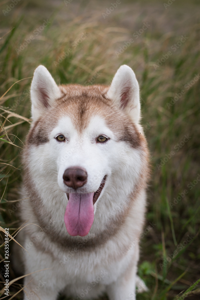 Close-up Portrait of cute beige and white siberian husky dog with brown eyes lying in the grass meadow at sunset