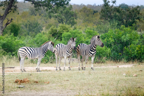 Group of three Zebras in the wild