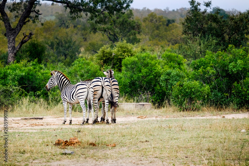 Group of three Zebras in the wild