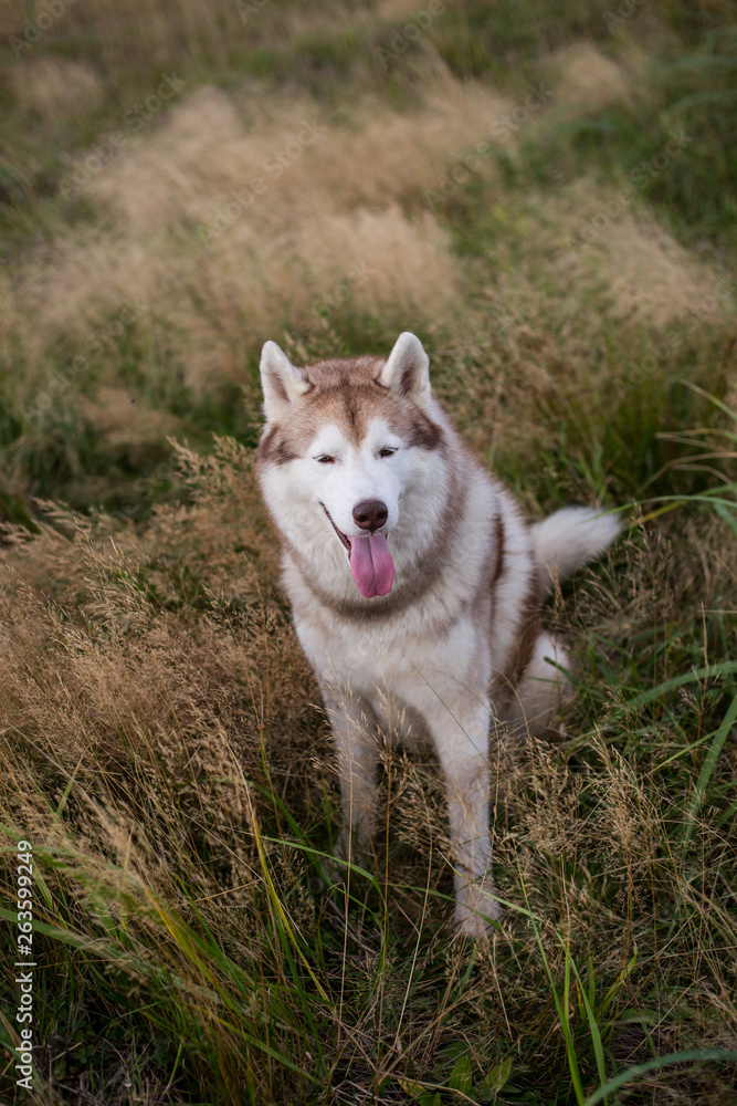 Obraz premium Portrait of gorgeous siberian husky dog with brown eyes sitting in the grass at sunset