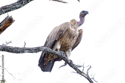 African vulture on top of a branch photo