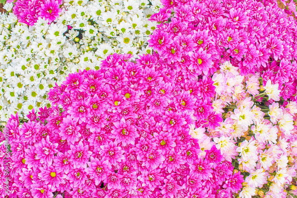Close up of white and pink Chrysanthemum daisy flower, Beautiful huge bouquet of Chrysanthemum floral botanical flowers and Colorful background pattern blooming flowers, top view - Image Close up of white and pink Chrysanthemum daisy flower, Beautiful huge bouquet of Chrysanthemum floral botanical flowers and Colorful background pattern blooming flowers, top view - Image