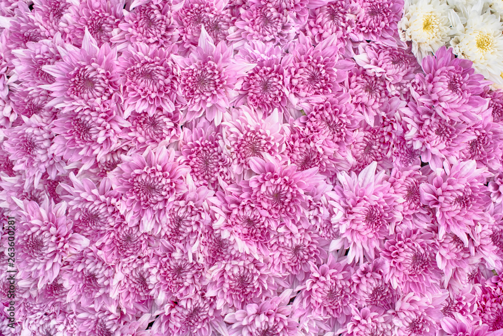 Close up of white and pink Chrysanthemum daisy flower, Beautiful huge bouquet of Chrysanthemum floral botanical flowers and  Colorful background pattern blooming flowers, top view - Image