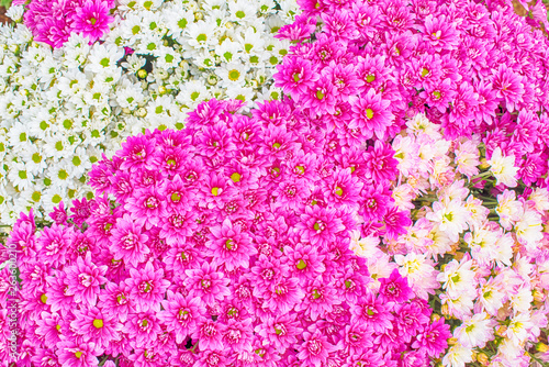 Close up of white and pink Chrysanthemum daisy flower, Beautiful huge bouquet of Chrysanthemum floral botanical flowers and Colorful background pattern blooming flowers, top view - Image