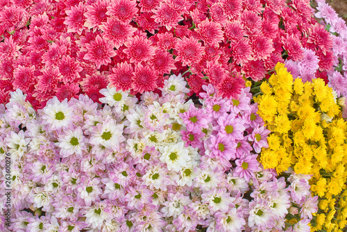 Close up of  white  red and Yellow Chrysanthemum daisy flower, Beautiful huge bouquet of Chrysanthemum floral botanical flowers and  Colorful background pattern blooming flowers, top view - Image © DSM