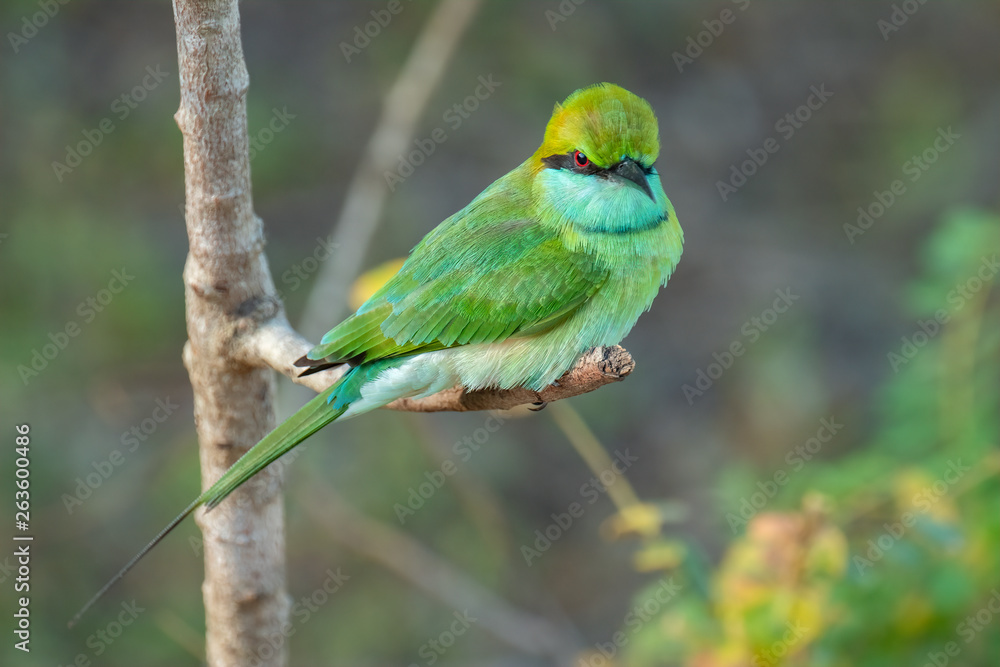 Green Bee-eater (Merops orientalis), Yala National Park, Sri Lanka Green Bee-eater (Merops orientalis), Yala National Park, Sri Lanka