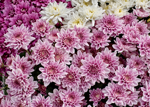 Close up of  Purple white and pink Chrysanthemum daisy flower, Beautiful huge bouquet of Chrysanthemum floral botanical flowers and  Colorful background pattern blooming flowers, top view - Image