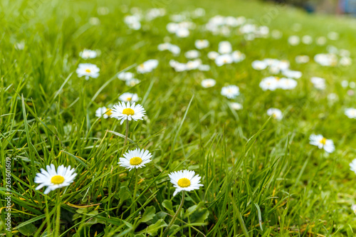 green grass field in the park filled with beautiful wild white flowers