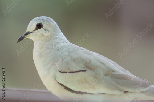 pigeon on white background,  rolinha-vaqueira,  Columbidae © Teeh
