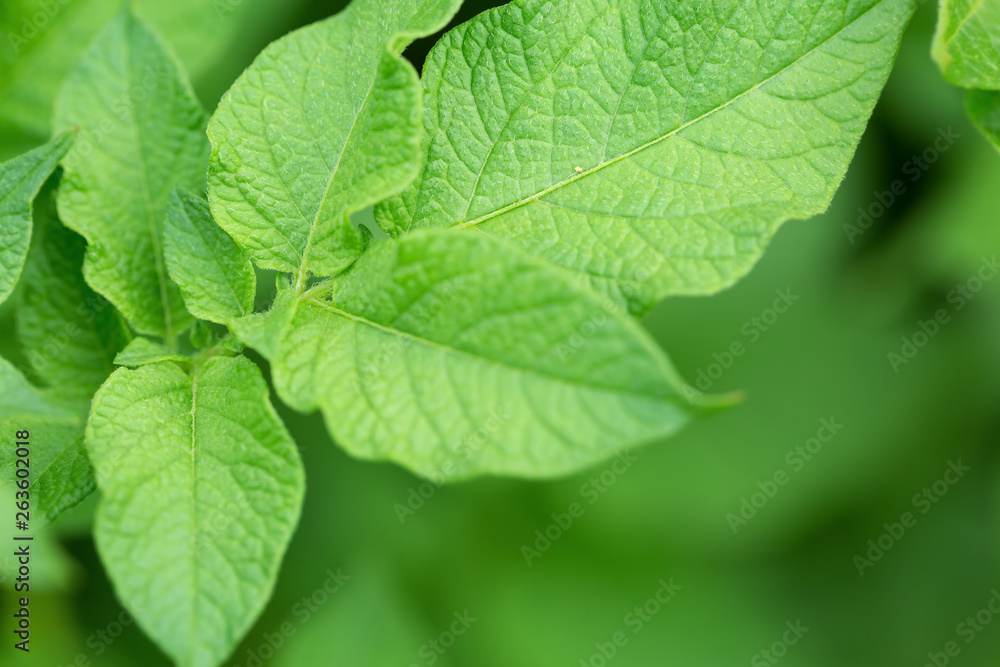 Macro of potatoes leaves, foliage nature background Macro of potatoes leaves, foliage nature background
