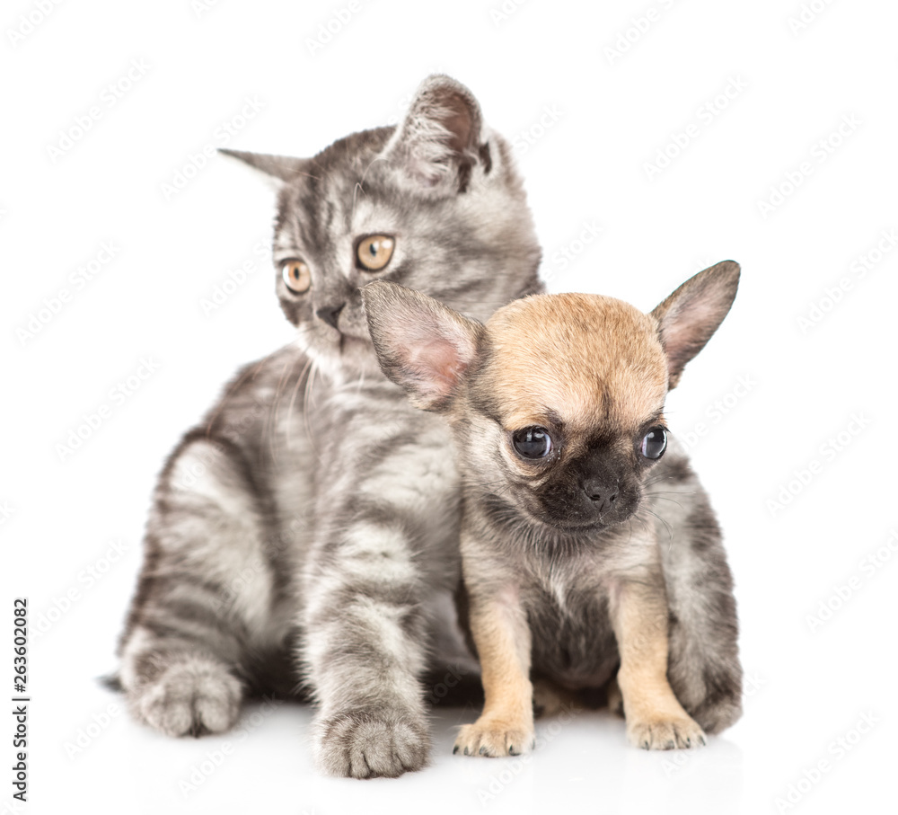 Fototapeta premium Cat hugging chihuahua puppy. Isolated on white background