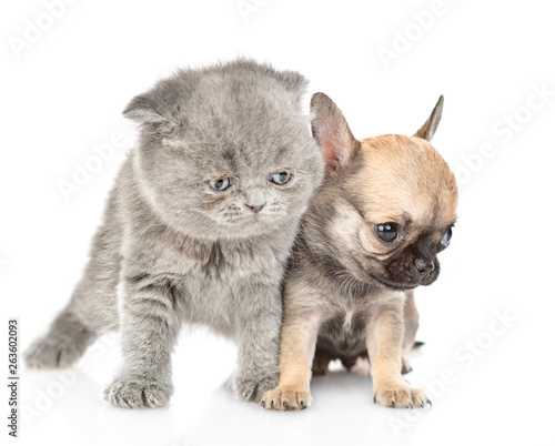 Newborn kitten and chihuahua puppy looking away together. Isolated on white background