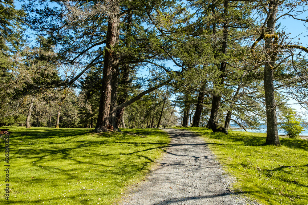 trail by the coast on a sunny day with tall green trees on both sides and shadows of leaves on the path