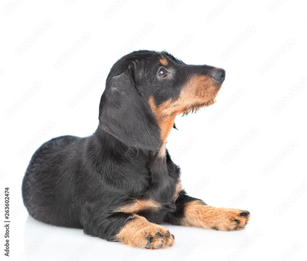 Dachshund puppy lying and looking away and up. isolated on white background Dachshund puppy lying and looking away and up. isolated on white background