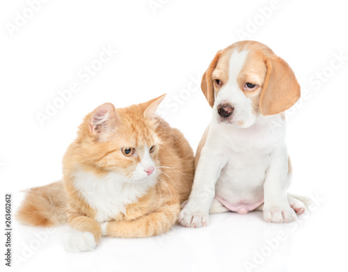 Beagle puppy and red tabby cat. isolated on white background