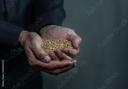 Dirty hands holding wheat handful. Empty space for text