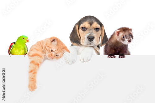Group of pets - ferret, parrot,cat and dog over empty white banner. isolated on white background. Empty space for text