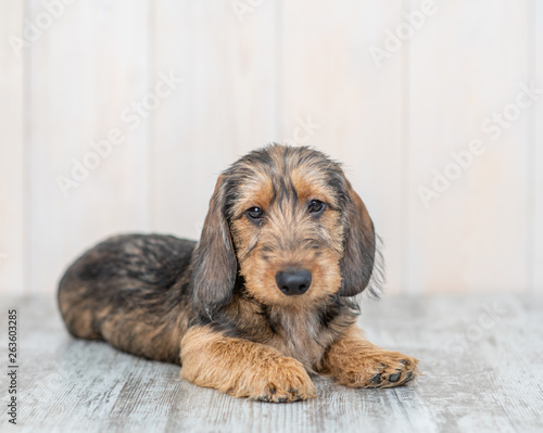 Brown wire-haired dachshund puppy lying on the floor