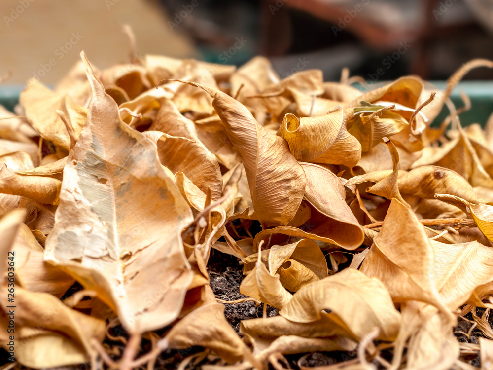 Closeup of Dry Fallen Yellow Leaves of Ficus Benjamina, Weeping Fig, Benjamin Fig, Ficus Tree or Ficus in The Pot. Closeup of Dry Fallen Yellow Leaves of Ficus Benjamina, Weeping Fig, Benjamin Fig, Ficus Tree or Ficus in The Pot.