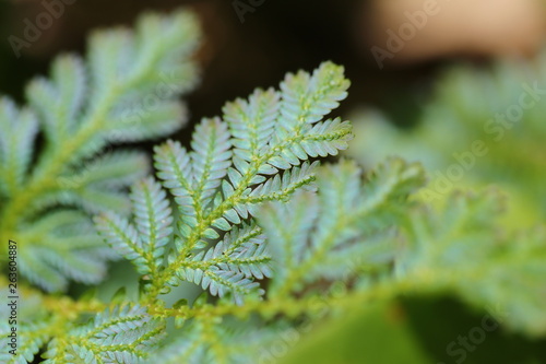 Green plants background