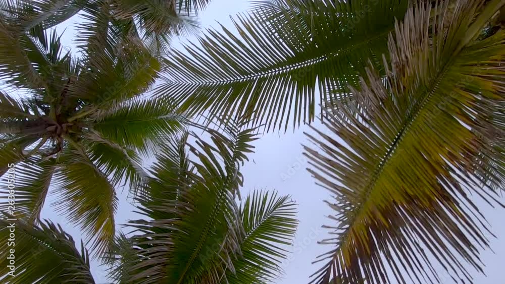 Slow motion looking up from below the tops of a dense view of leaves of palm trees passing several at sunrise with a flock of birds circling in the sky Slow motion looking up from below the tops of a dense view of leaves of palm trees passing several at sunrise with a flock of birds circling in the sky