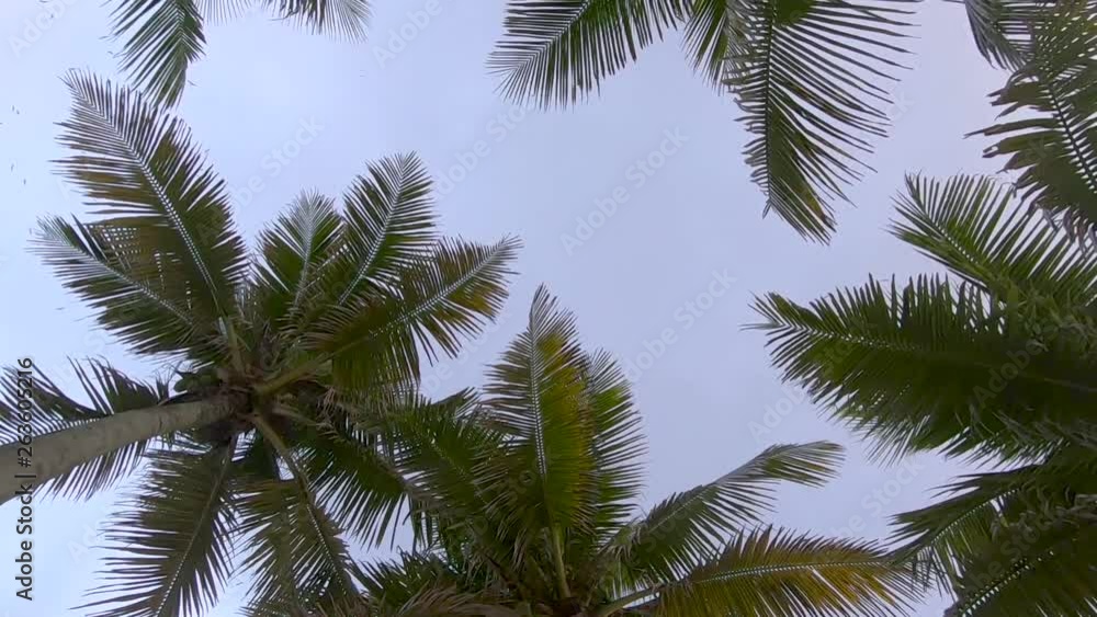 Slow motion early morning blue sky seen looking up passing below the tops of palm trees with a flock of birds circling above Slow motion early morning blue sky seen looking up passing below the tops of palm trees with a flock of birds circling above