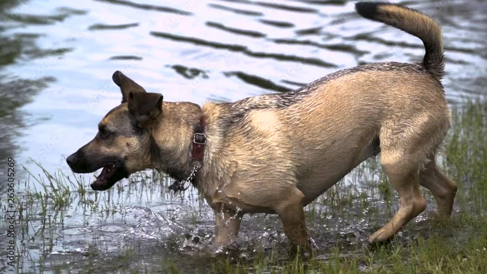 Brown dog walking through grass along shore of lake before taking drink from lake. Brown dog walking through grass along shore of lake before taking drink from lake.