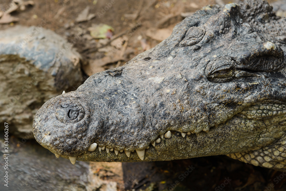 Fototapeta premium close-up of Crocodile head