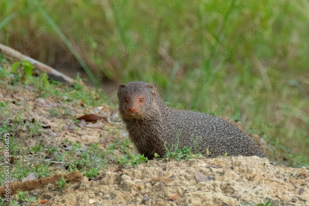 ruddy mongoose (Herpestes smithii), Yala National Park, Sri Lanka ruddy mongoose (Herpestes smithii), Yala National Park, Sri Lanka