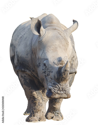 Rhino or rhinoceros isolated on white with clipping path
