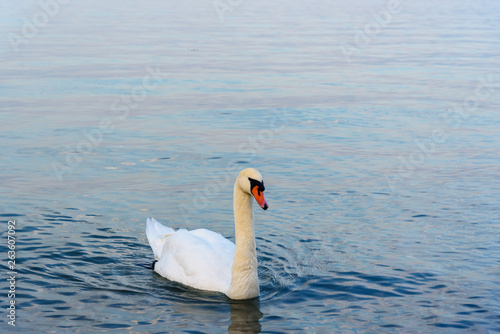 White swan on Garda Lake, Lago di Garda. Peschiera del Garda. Italy