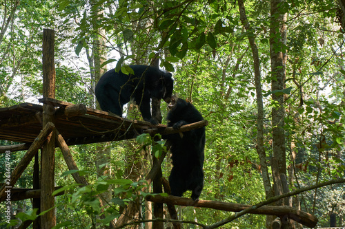 Fighting bears at the bear rescue center Free the bears in Kuangsi, next to kuangsi waterfall , Laos.