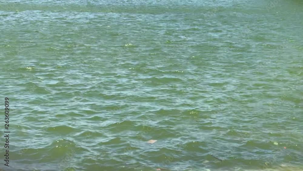 full frame wide locked shot of lake lagoon water surface rippled by wind breeze on sunny summer day, clean water with green blue turquoise gradient color and sun reflection full frame wide locked shot of lake lagoon water surface rippled by wind breeze on sunny summer day, clean water with green blue turquoise gradient color and sun reflection