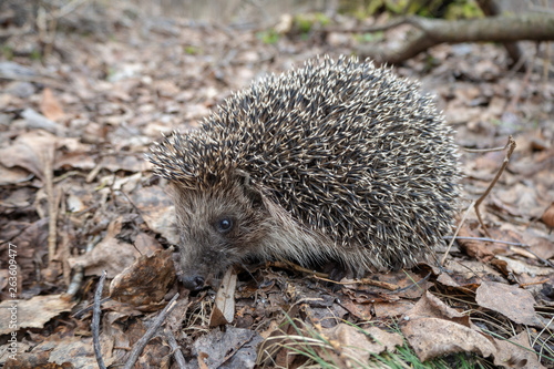 European hedgehog on dry foliage in the spring forest. Close-up.