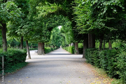 tunnel of trees in austria